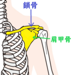 肩甲骨と肩関節の関係！！